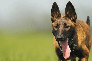 100个好听到爆的马犬名字，马犬狗名字大全洋气的