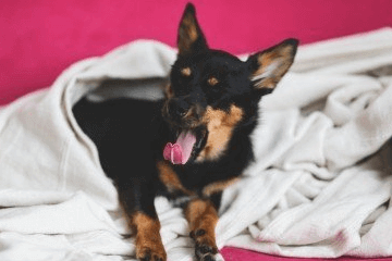 给马犬起名字好听又吉利